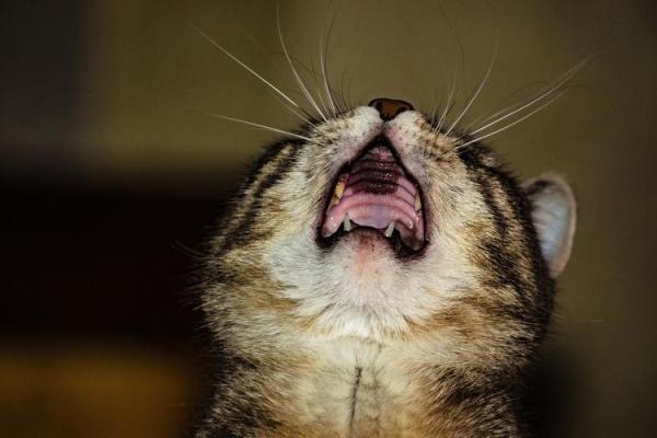 “眉眼传情”打一个生肖动物，眉眼传情打一最佳动物答案解释释义落实