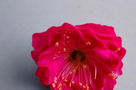 红色梅花三六九代表什么生肖