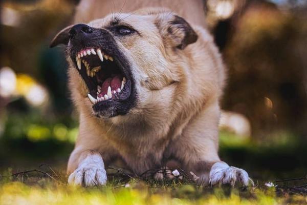 女人梦见狗咬右脚是吉兆 女人梦见狗咬右脚是吉兆