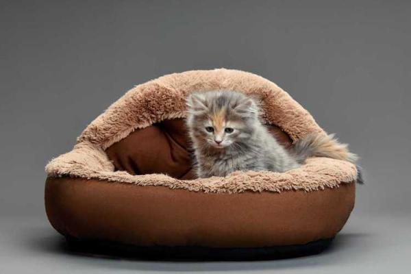 女人梦见狗咬右脚是吉兆 女人梦见狗咬右脚是吉兆