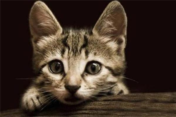 梦见很多猫是什么预兆 女性