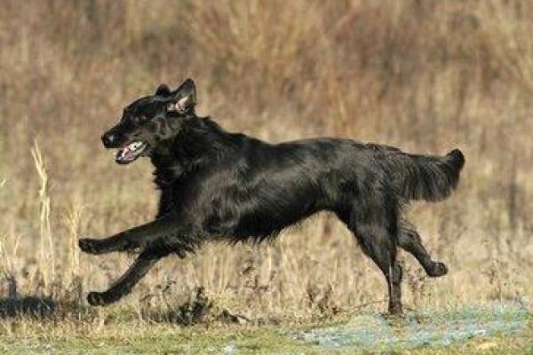 梦见被狗 梦见被狗