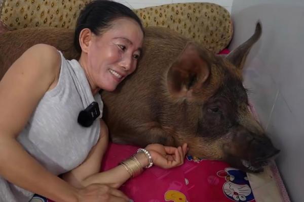 梦见喂猪是什么预兆 女性