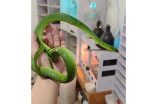 梦见很多小蛇是什么预兆 女性