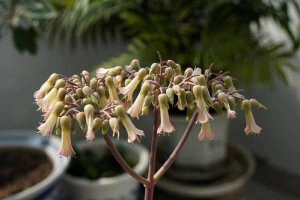 “落地生根”打一准确动物生肖，落地生根打一准确生肖答案解释释义落实