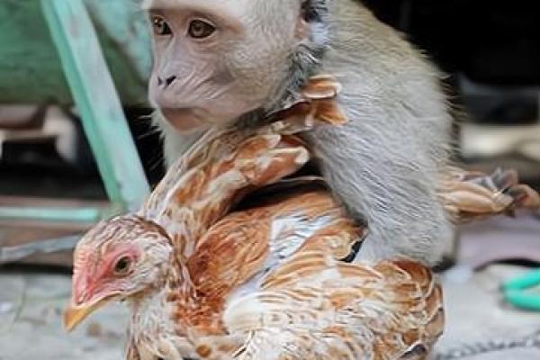 属鸡跟属猴的姻缘怎么样_属鸡和属猴的婚姻能长久吗