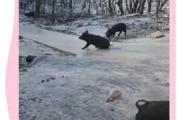 倒立行走是什么生肖(倒立行走是成语吗)