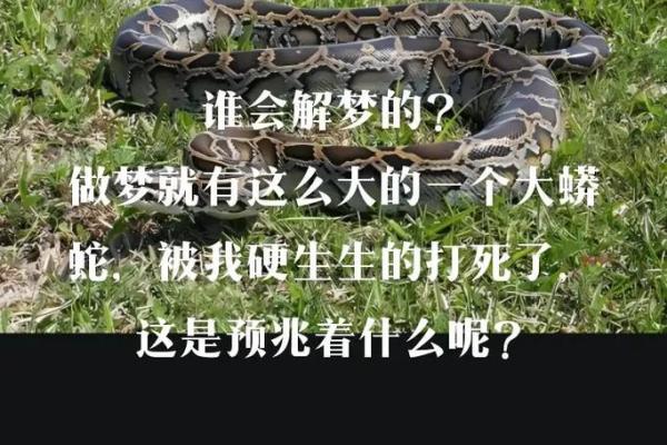 梦见蛇周公解梦
