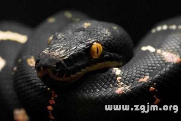 梦见花蛇是什么预兆 女性