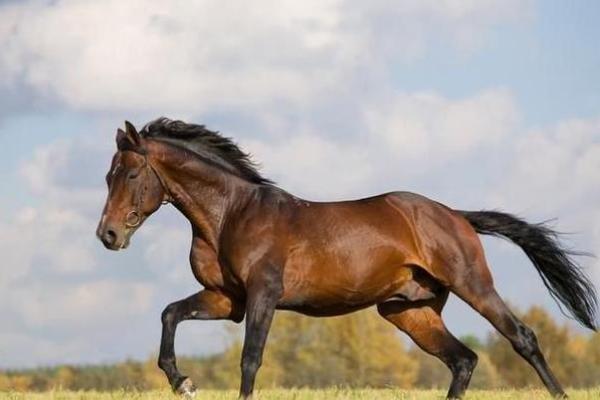 属马66年寿命劫数_1966属马最难熬的年龄