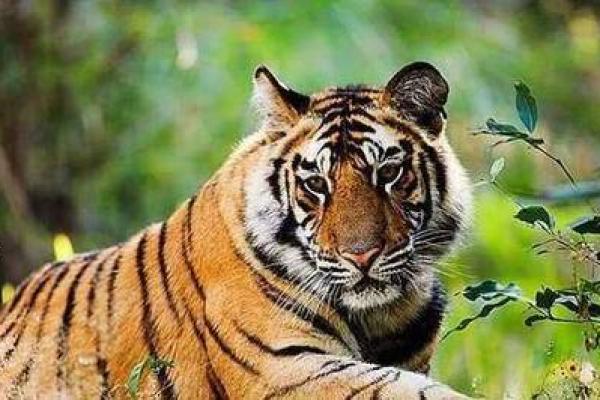 铁石心肠是指什么生肖