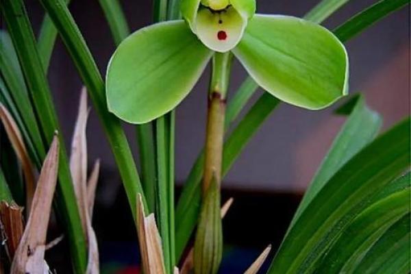 “异香异气”是什么生肖，异香异气打一生肖答案解释释义落实