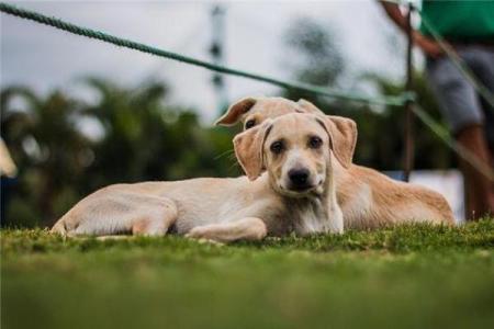 女人梦见狗追是吉兆