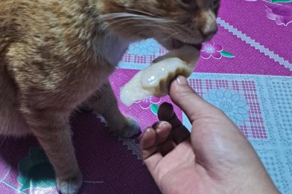 梦见喂猫吃东西