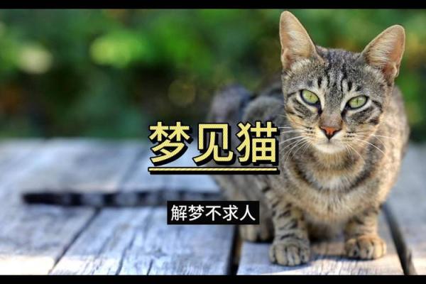 女人梦见猫咬自己是什么预兆 女人梦见猫咬自己是什么预兆