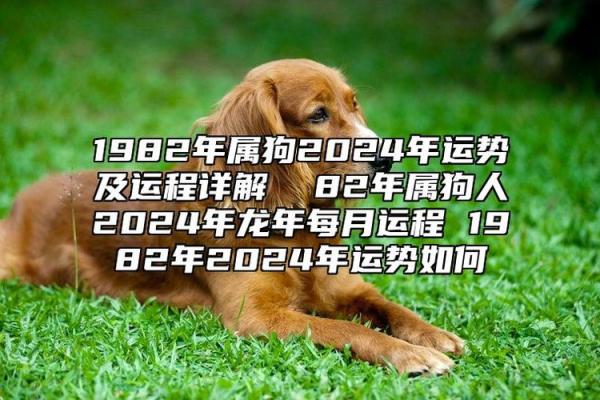 1982年的狗五行属什么 1982年属狗五行属性解析命运与性格全揭秘 1982年的狗五行属什么 1982年属狗五行属性解析命运与性格全揭秘