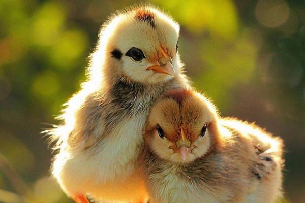 “古今中外”打一正确的生肖，古今中外打一生肖答案解释释义落实