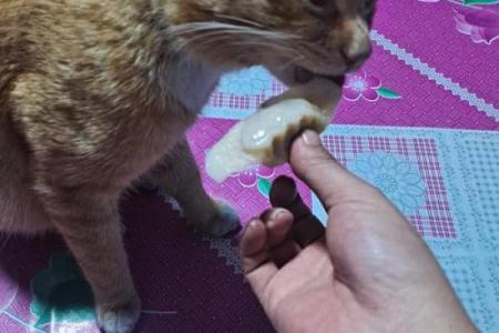梦见喂猫吃东西