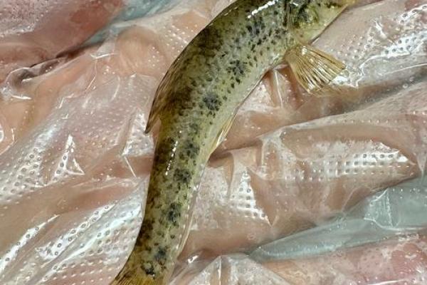 男人梦见抓到好多鱼