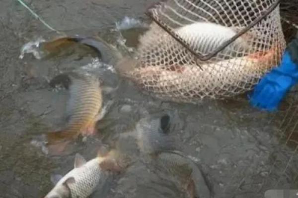 男人梦见抓到好多鱼