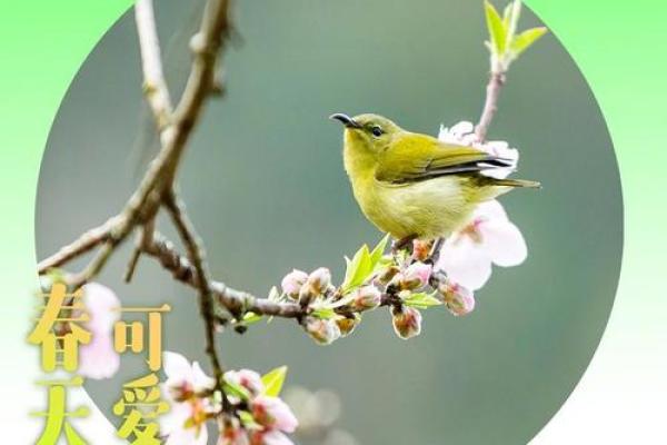 鸟语花香最准确的生肖(鸟语花香是什么生肖) 鸟语花香最准确的生肖(鸟语花香是什么生肖)