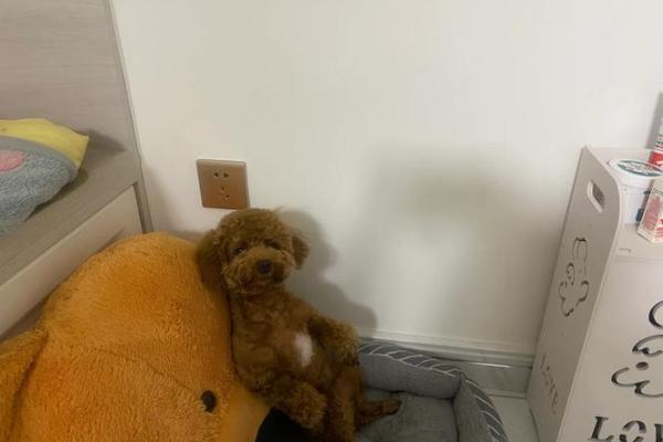 “人小鬼大”打一准确动物生肖，人小鬼大猜一动物答案解释释义落实