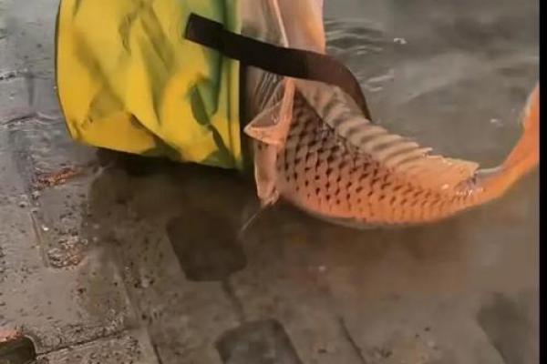 梦到捡鱼是什么征兆