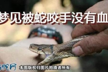 中年男人梦见大蛇是什么预兆