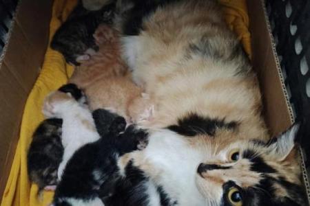 梦见小猫生了好多猫仔