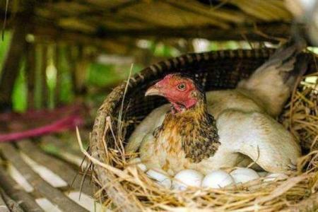 女子属羊守空房从何而来_女子属羊守空房的由来与历史渊源解析