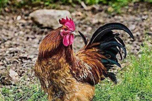 “站稳脚跟”打一正确的生肖，站稳脚跟指什么生肖答案解释释义落实