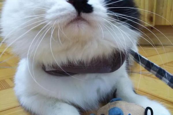 “仰面朝天”打一正确的生肖，仰面朝天是什么生肖答案解释释义落实