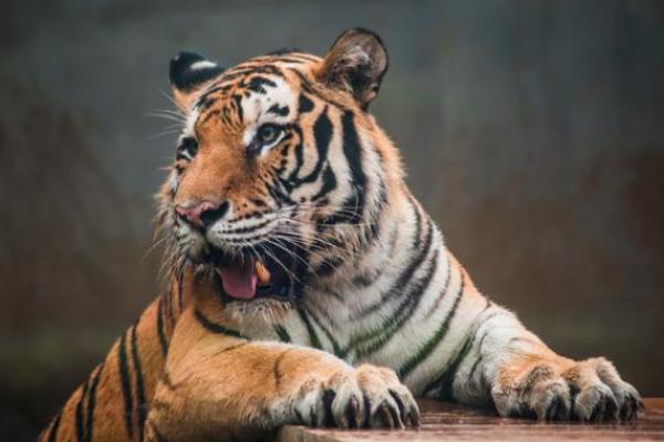 “占山为王”打一正确的生肖，占山为王打一准确生肖答案解释释义落实