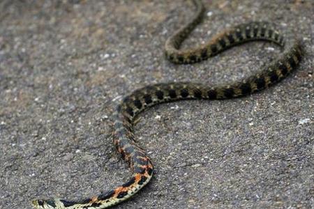 已婚女人梦见蛇运气好吗