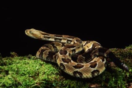 男人梦见自己抓蛇是什么预兆