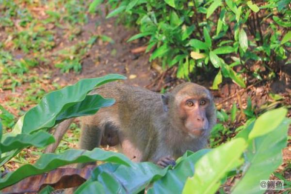 “过江名士多如鲗”打一生肖是什么，过江名士多如鲗指什么生肖答案解释释义落实