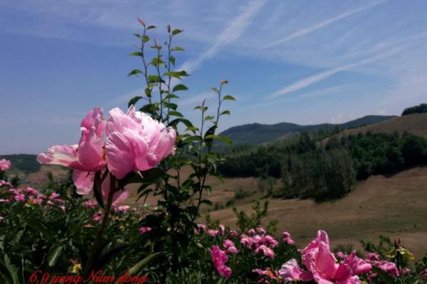 “韶光似箭”打一准确生肖，韶光似箭最准确的生肖答案解释释义落实