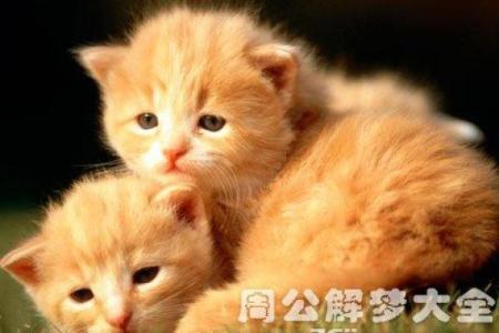 梦见小猫是什么预兆 女性