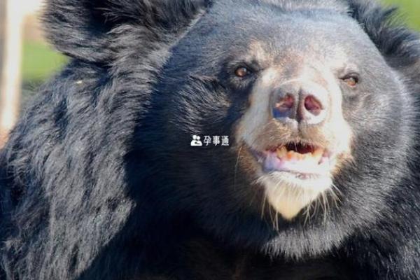 男人梦见熊是什么预兆 男人梦见熊是什么预兆