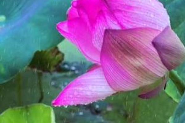 心照不宣是什么生肖(心照不宣是什么生肖打一肖)