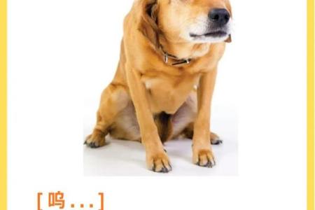 梦见狗说话