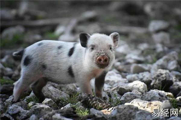 属猪卯时出生的男孩取什么名字,应该用什么字姓名 属猪卯时出生的男孩取什么名字,应该用什么字姓名